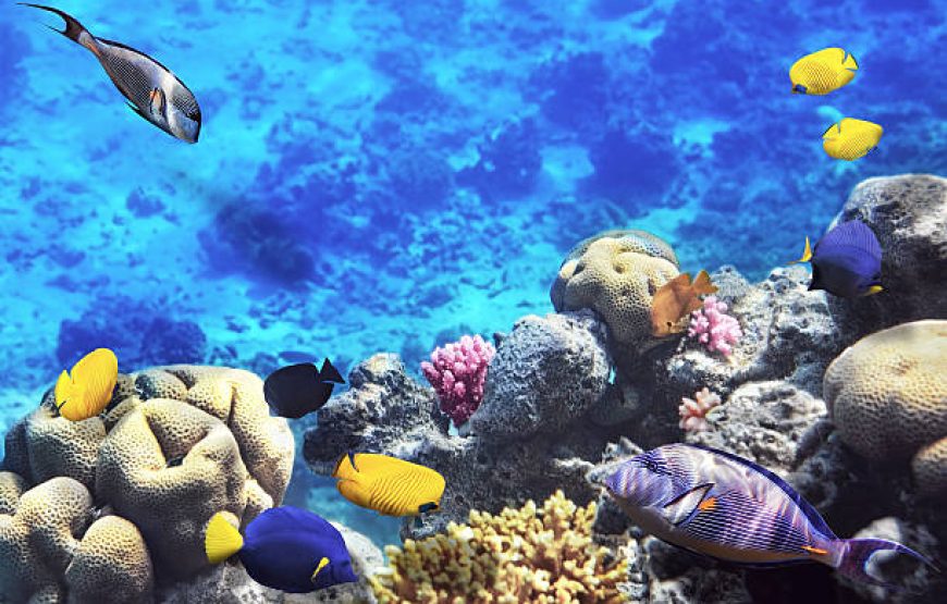 Orange Bay Hurghada Snorkeling Trip