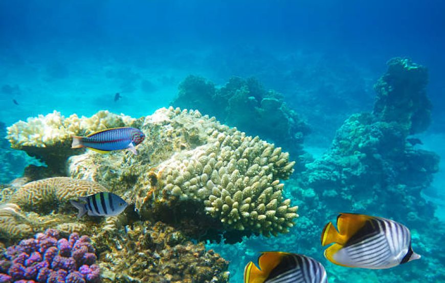 Orange Bay Hurghada Snorkeling Trip