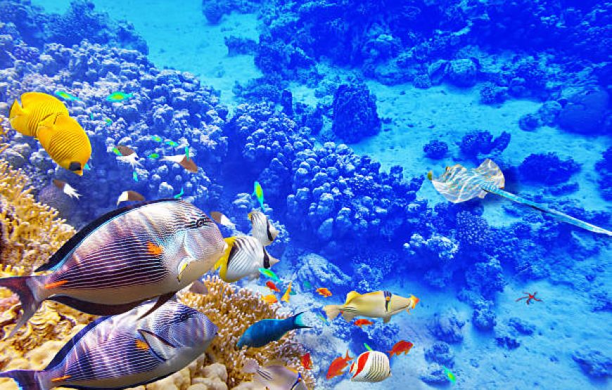 Orange Bay Hurghada Snorkeling Trip