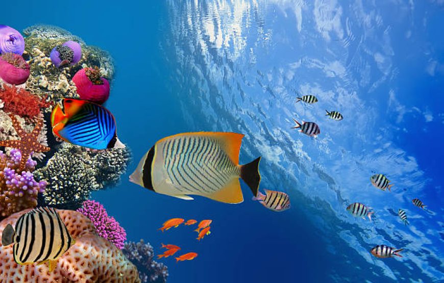 Orange Bay Hurghada Snorkeling Trip