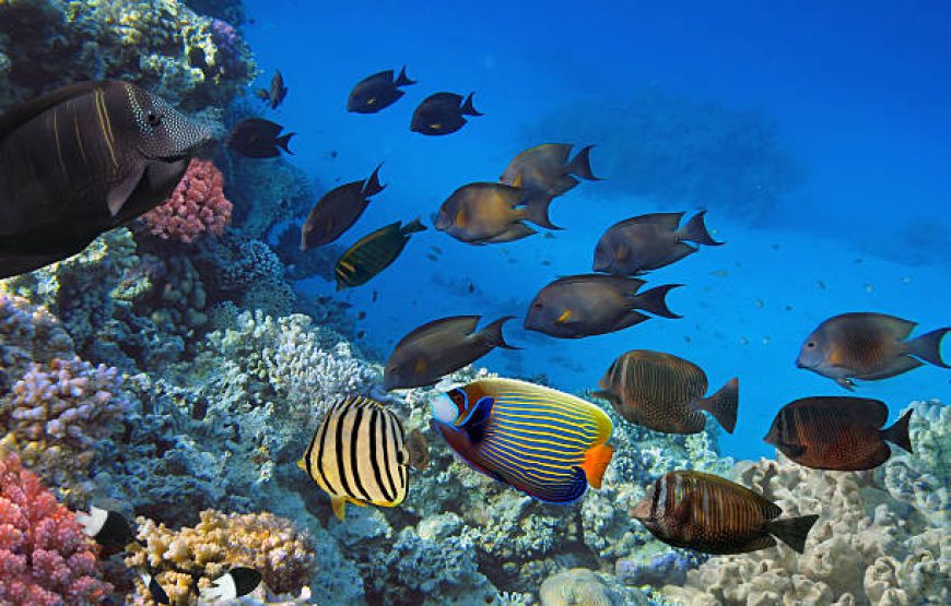 Orange Bay Hurghada Snorkeling Trip